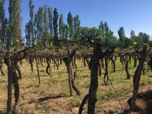 vineyard1