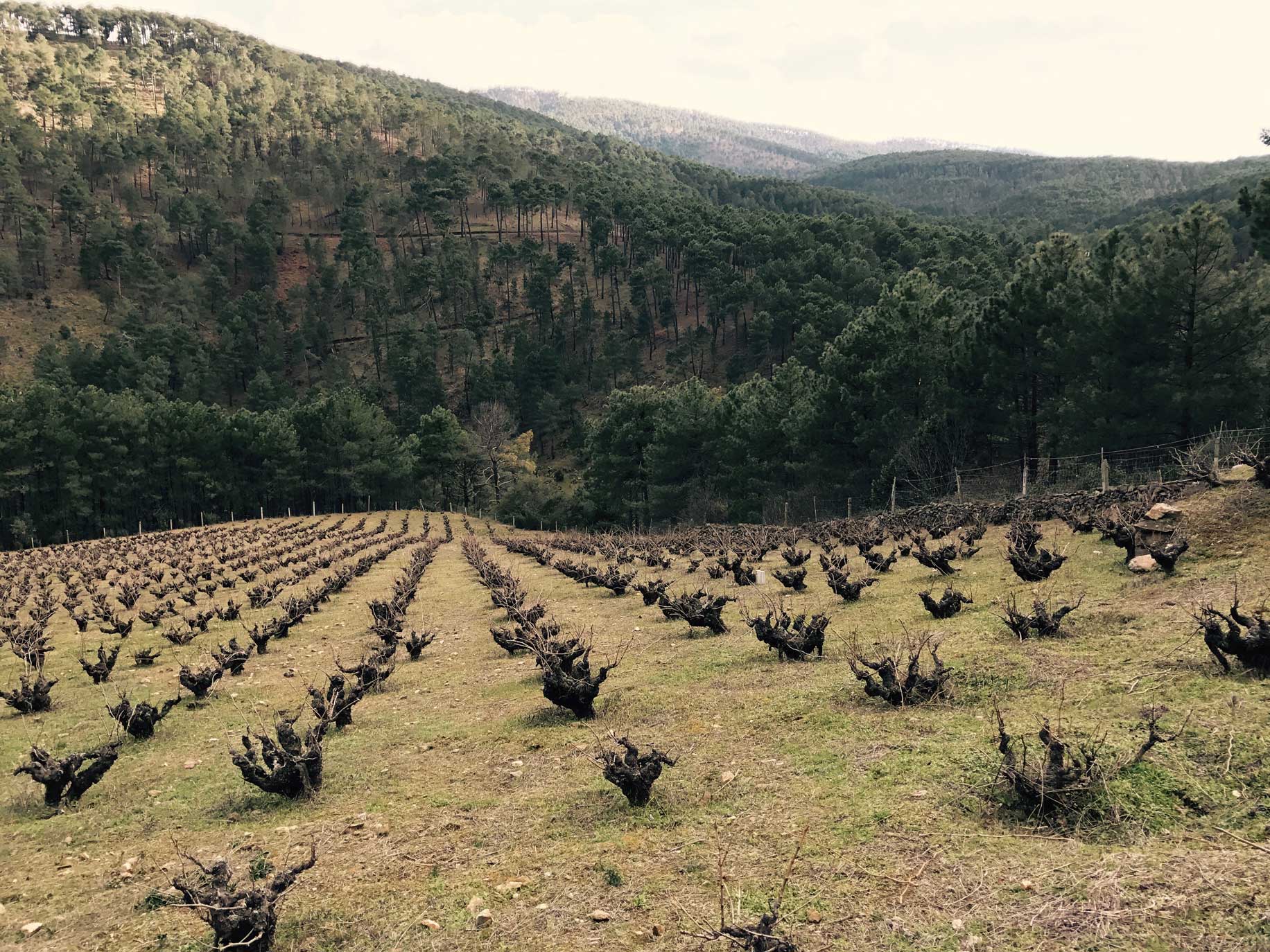 Mountain Vineyard